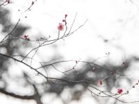 赏花季倒计时！早春墨梅图带你先睹为快|早春信号①