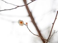 赏花季倒计时！早春墨梅图带你先睹为快|早春信号①