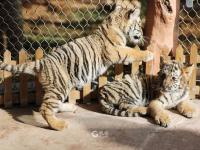 “萌”虎来了！双胞胎东北虎幼崽迎虎年