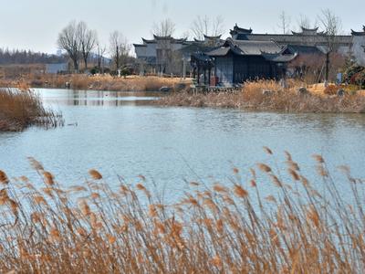 风景赛江南！青岛这里的春天按下快进键