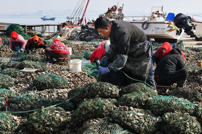 海上求“鲜”开工忙！是时候实现牡蛎自由了