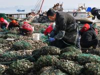 海上求“鲜”开工忙！是时候实现牡蛎自由了
