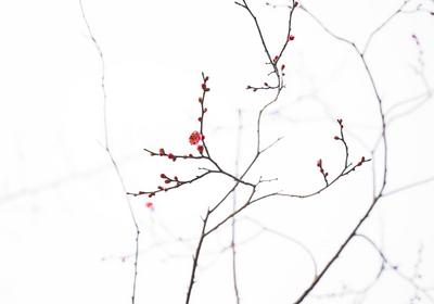 赏花季倒计时！早春墨梅图带你先睹为快|早春信号①