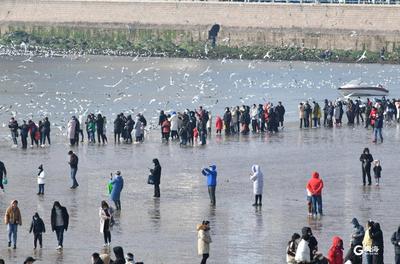 初一的栈桥，人影叠叠，鸥影叠叠