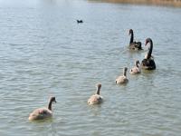 风景赛江南！青岛这里的春天按下快进键