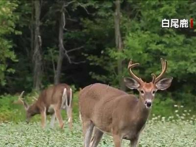 美国首次发现野生动物感染奥密克戎毒株