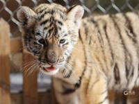 “萌”虎来了！双胞胎东北虎幼崽迎虎年