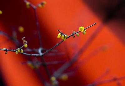 暖阳绽放，来自红墙腊梅发出的早春信号！