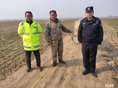 从胶州“走”到了黄岛，大黄牛跨区“出游”，民警找到牛主人！