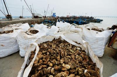 青岛“海上春耕” 蛤蜊、牡蛎采收设备长这样