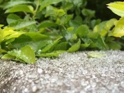 厦门市区“下雪了？”气象专家科普：那是“霰”