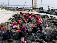 海上求“鲜”开工忙！是时候实现牡蛎自由了