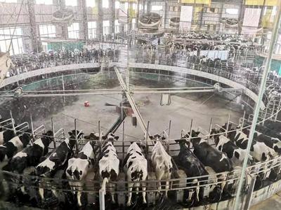 “双管齐下” 解决奶牛养殖和奶源供应“卡脖子”问题