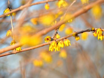 风景赛江南！青岛这里的春天按下快进键
