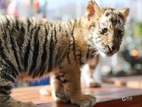 “萌”虎来了！双胞胎东北虎幼崽迎虎年