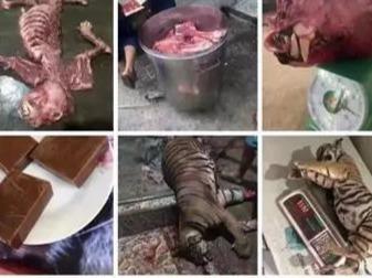 河南沁阳男子千元一斤卖老虎肉？当地警方已介入调查