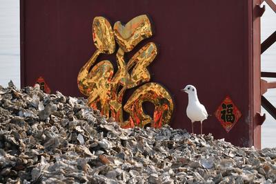 海上求“鲜”开工忙！是时候实现牡蛎自由了