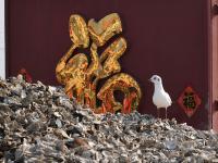 海上求“鲜”开工忙！是时候实现牡蛎自由了