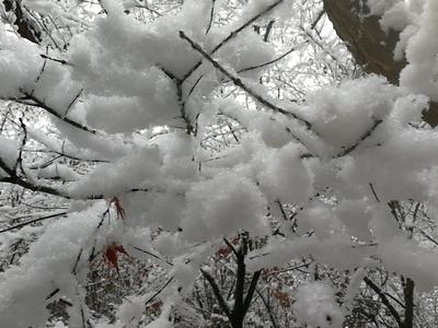 广西13市52县（区、市）出现低温冷冻灾害，已造成10.6万多人受灾