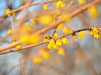 风景赛江南！青岛这里的春天按下快进键