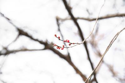 赏花季倒计时！早春墨梅图带你先睹为快|早春信号①