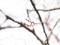 赏花季倒计时！早春墨梅图带你先睹为快|早春信号①