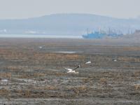 青岛的湿地有多美？这座国家级海洋公园给你答案