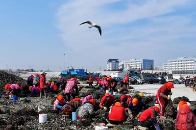 海上求“鲜”开工忙！是时候实现牡蛎自由了