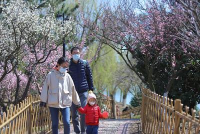 梅花、连翘、垂柳…… 踏青模式开启了