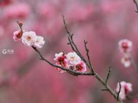唐岛湾湿地梅园：春风+萌娃+繁花，云赏人间胜景