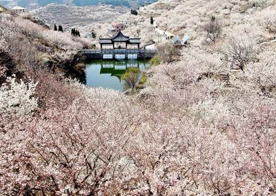 樱桃谷、盘山路……崂山北宅“花花世界”