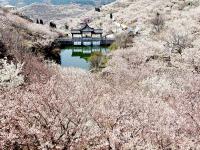 樱桃谷、盘山路……崂山北宅“花花世界”