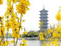 治愈系色调，一起看少海湖心岛上的春色 