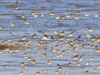 春潮涌动！河套湿地“鸟浪”来袭