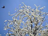 治愈人间！藏在老国棉厂里的桃花开了