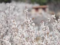 樱桃谷、盘山路……崂山北宅“花花世界”