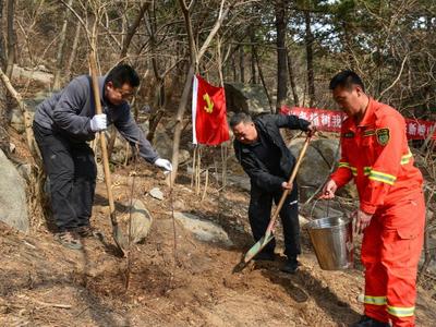 植青绿护山林，崂山风景区新植200余株树苗