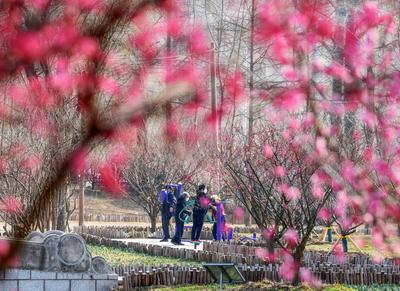 云赏花⑨ | 胶州水寨公园“梅”好时光