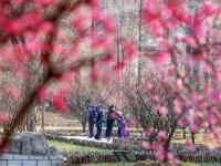 云赏花⑨ | 胶州水寨公园“梅”好时光