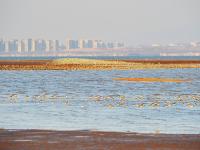 春潮涌动！河套湿地“鸟浪”来袭