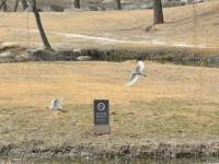 漫步李村河 | 早春信号④