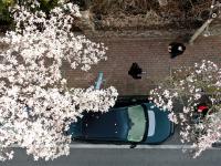 快来云打卡！青岛这条路的玉兰花刷屏了