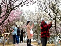 梅花玉兰绽放……这个公园的春色关不住了
