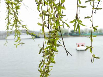 治愈系色调，一起看少海湖心岛上的春色 