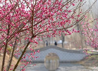 云赏花⑨ | 胶州水寨公园“梅”好时光