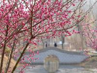 云赏花⑨ | 胶州水寨公园“梅”好时光