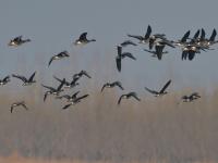 姜山湿地，人间胜景|大美莱西·守护平安①