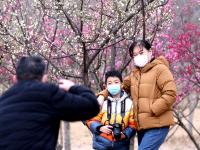 唐岛湾湿地梅园：春风+萌娃+繁花，云赏人间胜景