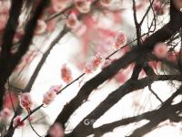 春天悄然而至！带你云赏梅花