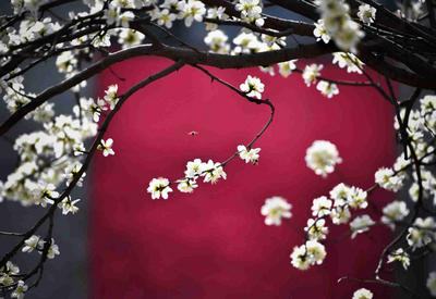 治愈人间！藏在老国棉厂里的桃花开了